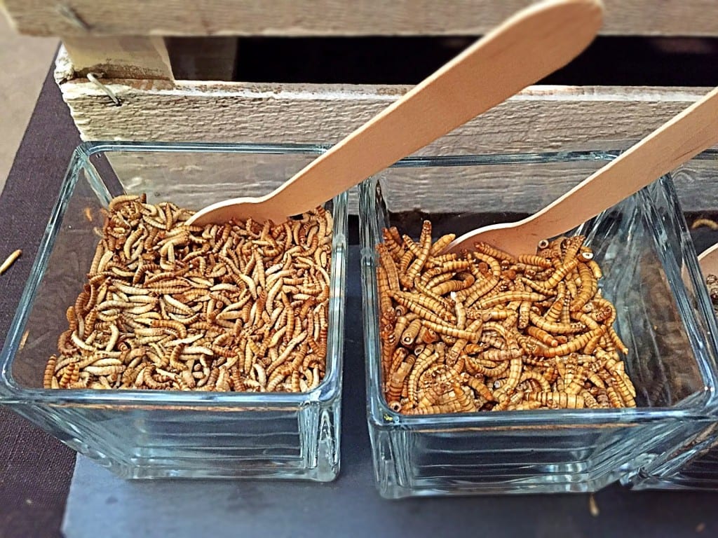 Insekten Essen ist Trend - Mehlwürmer und Heimchen