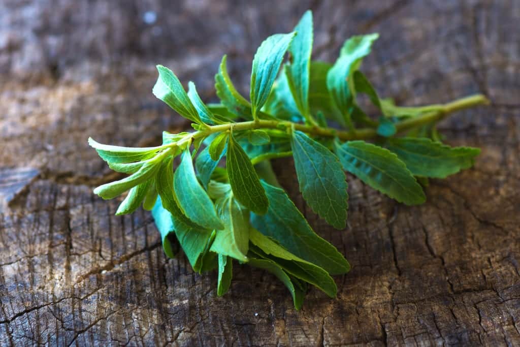Frische Stevia-Blätter