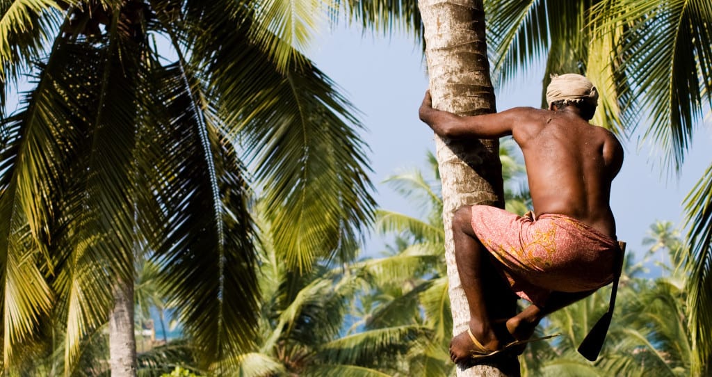Kokosblütenernte für Palmzucker