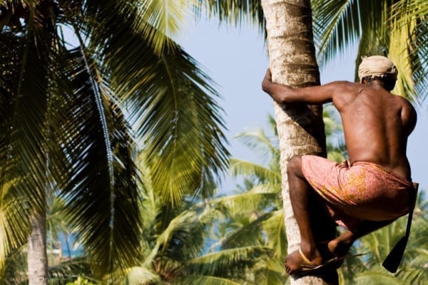 Kokosblütenernte für Palmzucker