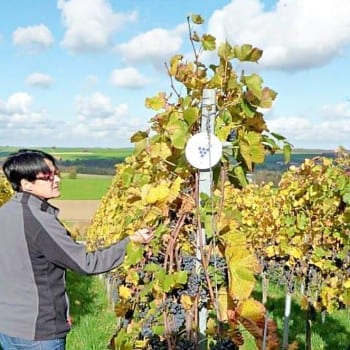 Weinseminare bei Uli Scheffler im Weinladen in Augsburg - Miomente Entdeckermagazin
