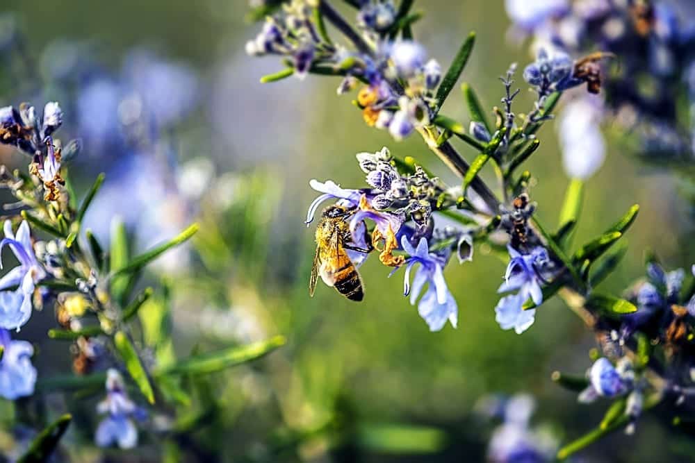 Bienen lieben Rosmarinblüten - Kräuterlexikon Miomente Entdeckermagazin