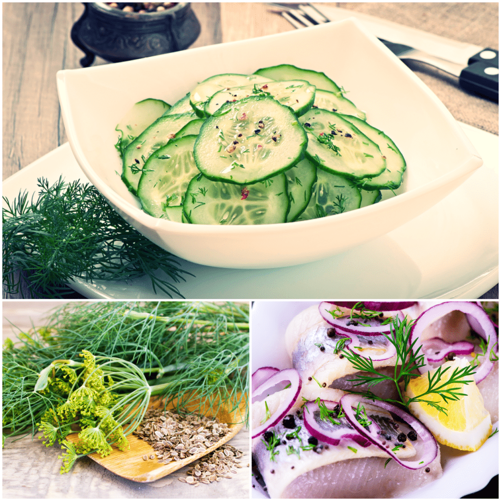 Dill ist ideal in Gurkensalat und zu Fisch (Hering)