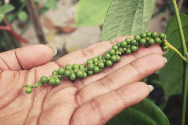 Frischer, unreifer grüner Pfeffer an der Pfefferpflanze