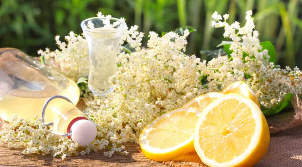 Holunder Miomente Entdeckermagazin - Holunderblütenlikör