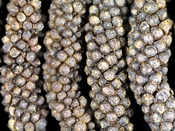 Langpfeffer - Pfeffersorten Miomente Entdeckermagazin