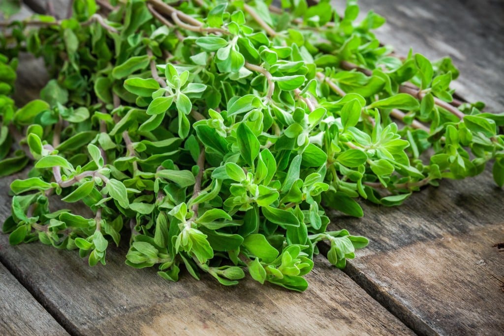 Oregano mit Blüten - Kräuterkunde Miomente Entdeckermagazin