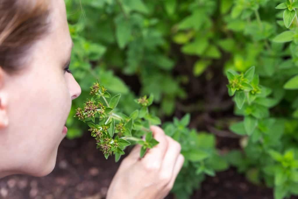 Oregano mit Blüten - Kräuterkunde Miomente Entdeckermagazin