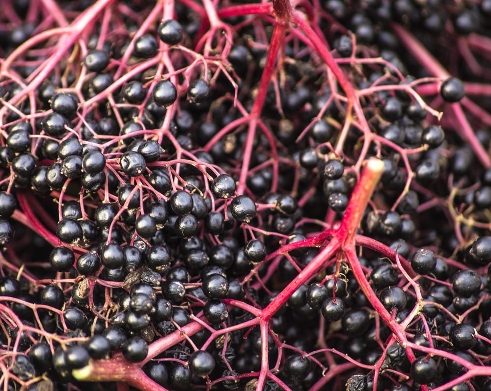 Schwarze, reife Holunderbeeren
