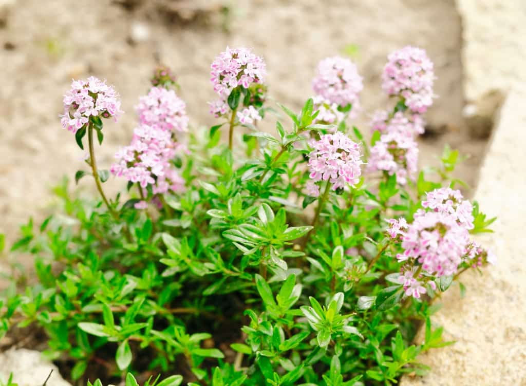 Thymian - Kräuterkunde Miomente Entdeckermagazin