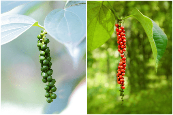 Unreifer grüner und reifer roter Pfeffer an der Pfefferpflanze