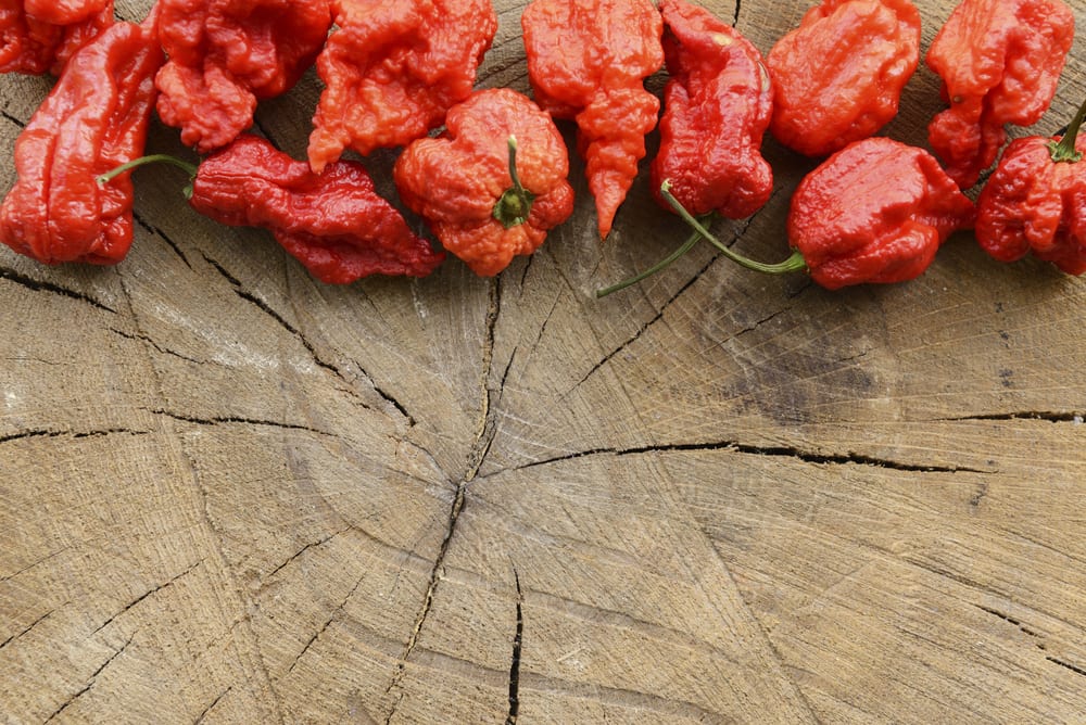 Die Carolina Reaper - schärfste Chilisorte der Welt