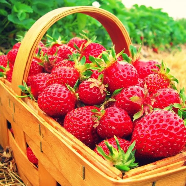 Erdbeeren selber pflücken | Miomente Entdeckermagazin