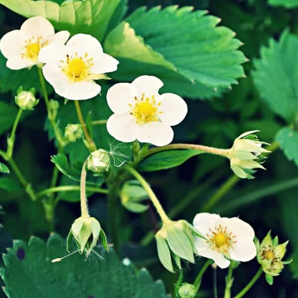 Die Blüten der Erdbeere | Miomente Entdeckermagazin