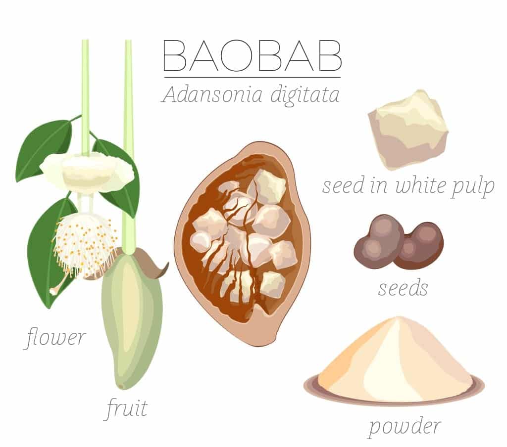 Baobab - die Frucht des Affenbrotbaums und ihre Verwendungsmöglichkeiten