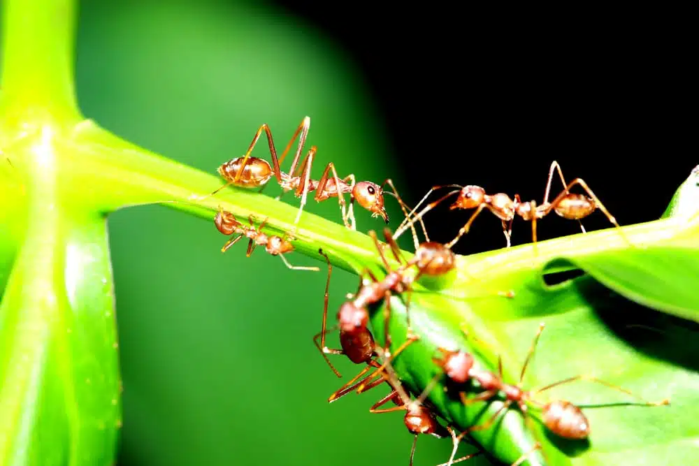 Kaffeesatz hält Ameisen fern