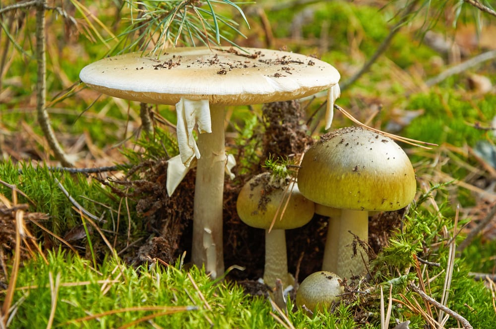 Der Knollenblätterpilz ist einer der giftigsten Pilze in unseren Wäldern