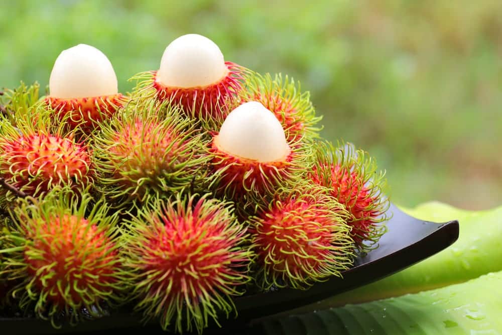 Rambutan - Miomente Entdeckermagazin Quiz