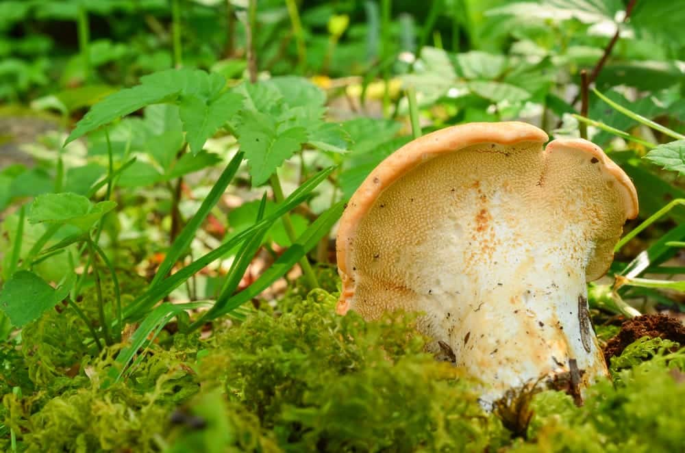 Der Semmelstoppelpilz ist ein leckerer Speisepilz
