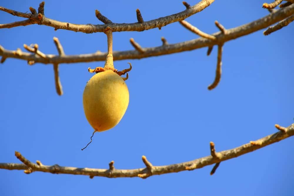 Baobab-Frucht am Affenbrotbaum - afrikanisches Superfood