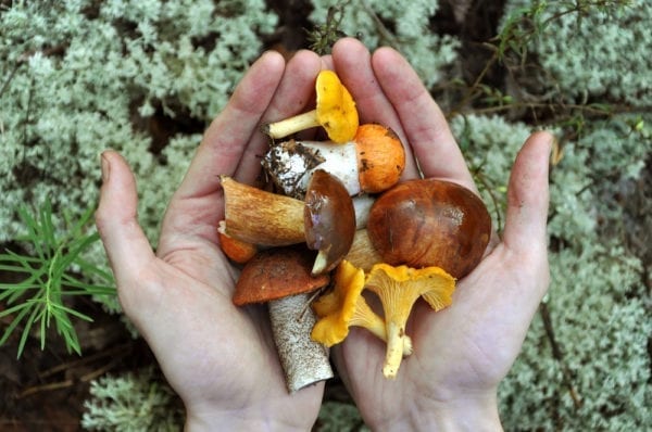 Essbare und giftige Pilze im heimischen Wald - unser Pilz-Quiz