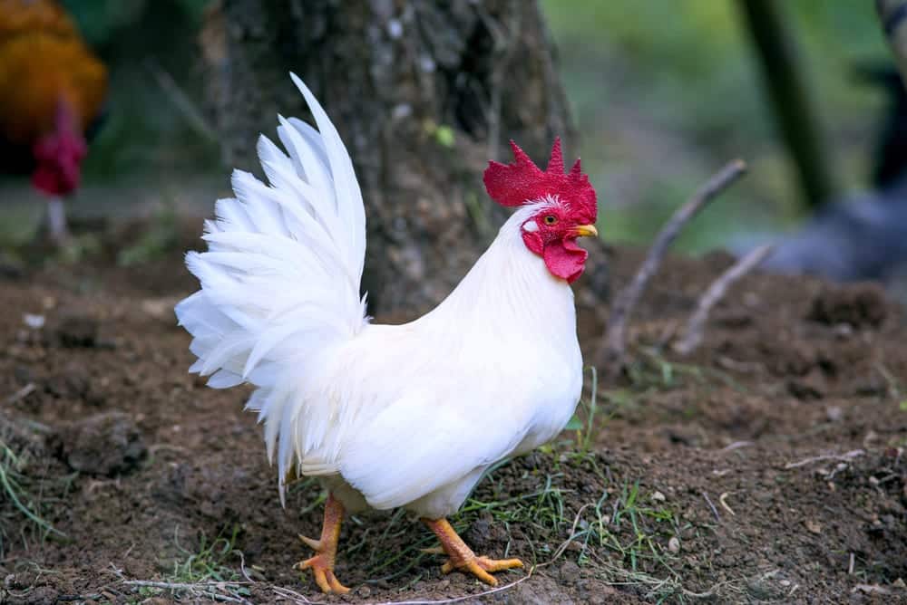 Brutal regional – Food-Trends 2017 - Entdeckermagazin-Miomente