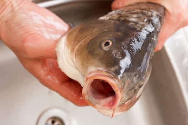 Fangfrischer Fisch riecht nicht und glänzt