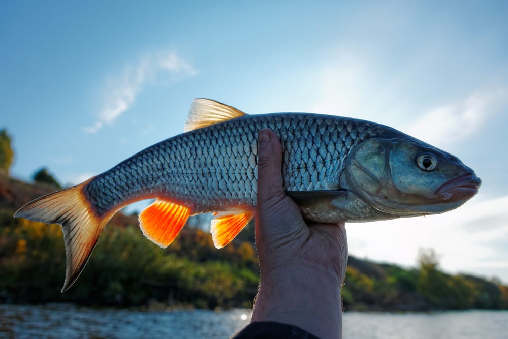 Bei frischem Fisch sind die Flossen nicht vertrocknet oder verklebt