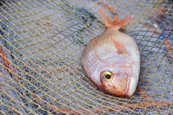 Frischer Fisch - Merkmale