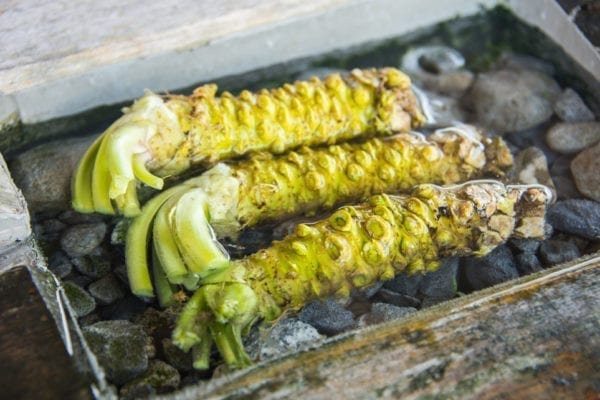 Echte Wasabi-Stämme