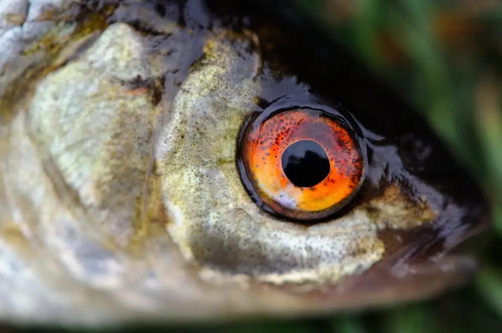 Frischer Fisch hat glänzende, nicht eingefallene oder milche Augen