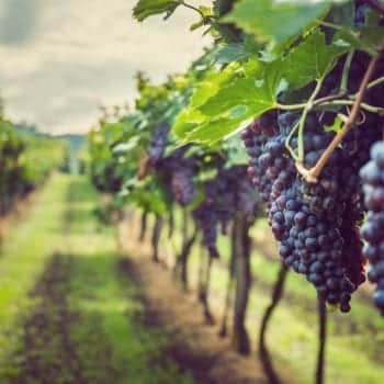 Garibaldi Filiale Nymphenburg mit Filialleiterin Lisa-Marie Henne – Edle Weinseminare und Sensorik Kurse | Miomente Entdeckermagazin