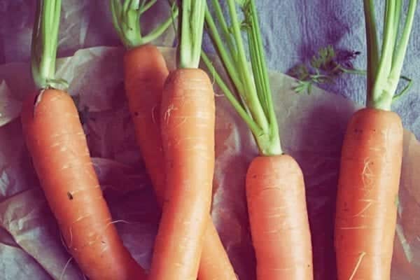 Rezept für eine Karotten-Tarte mit Schafskäse und frischem Thymian – Miomente Kochbuch Entdeckermagazin