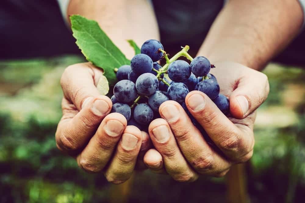 Garibaldi Filiale Nymphenburg mit Filialleiterin Lisa-Marie Henne – Edle Weinseminare und Sensorik Kurse | Miomente Entdeckermagazin