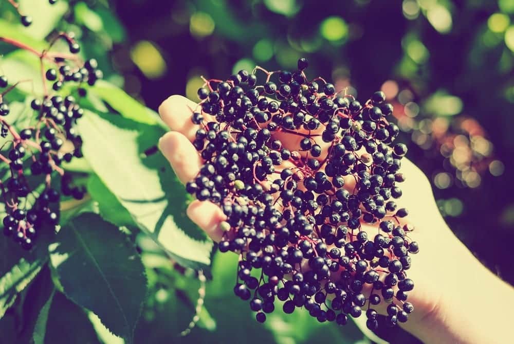 Sommerbeeren: Holunderbeere - Entdeckermagazin - Miomente