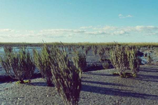 Queller: das gesunde Meeresgemüse (5) - Entdeckermagazin - Miomente