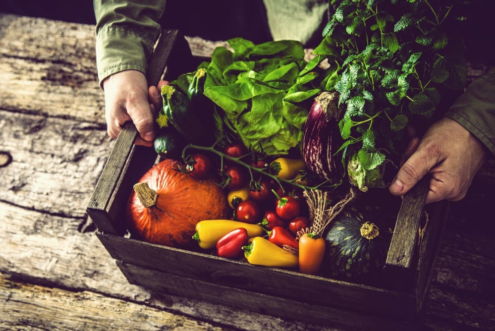 Kochen mit Queller bei unseren vegetarischen und veganen Kochkursen - Entdeckermagazin - Miomente