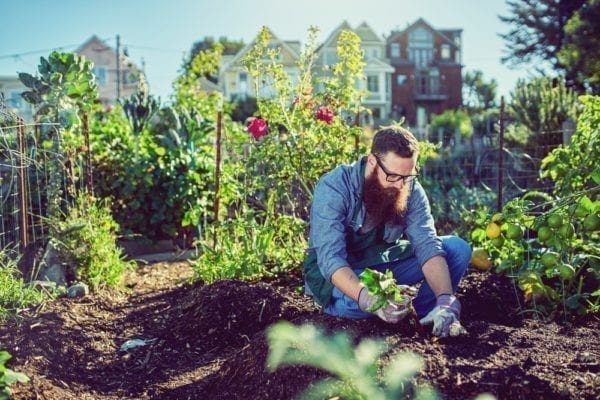 Urban Gardening - 11 Superfoods im Kohl-Trend - Entdeckermagazin - Miomente