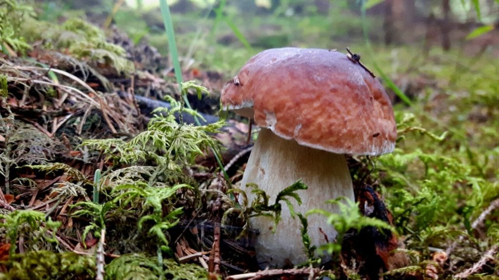 Junger Steinpilz im Wald - Miomente Entdeckermagazin