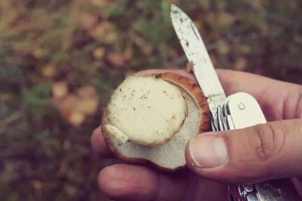 Steinpilze sammeln – Pilze abschneiden - Entdeckermagazin - Miomente