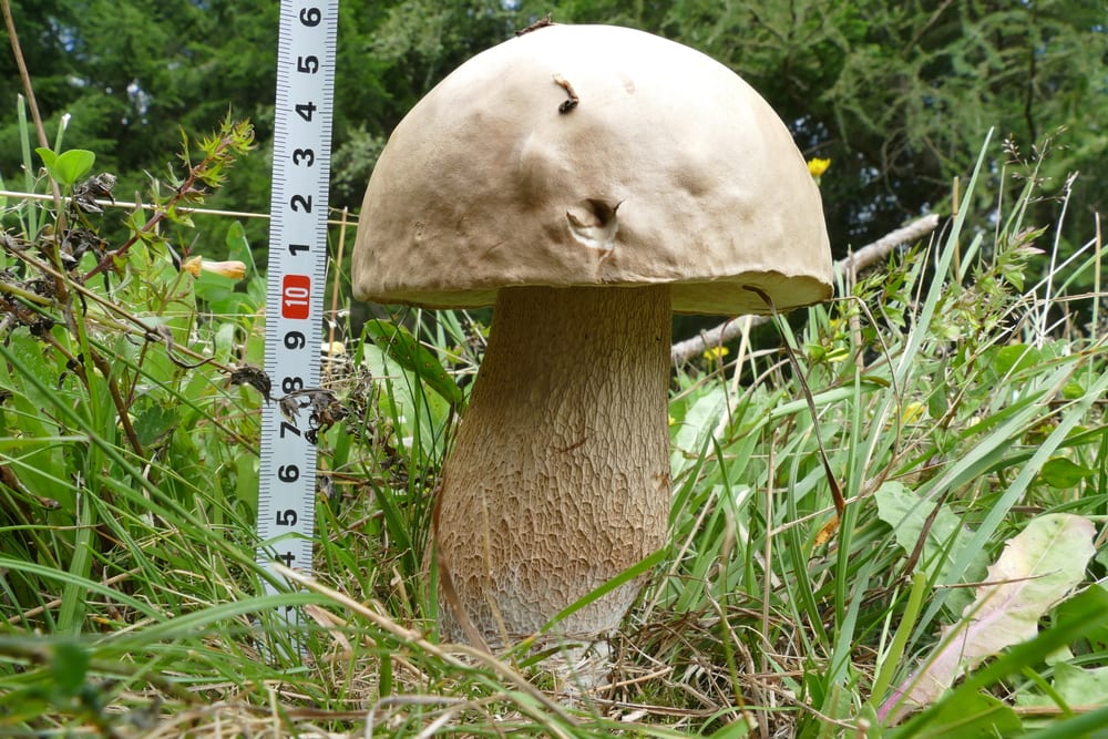 Ungenießerbarer, bitterer Gallenröhrling - Verwechslungsgefahr mit dem Steinpilz