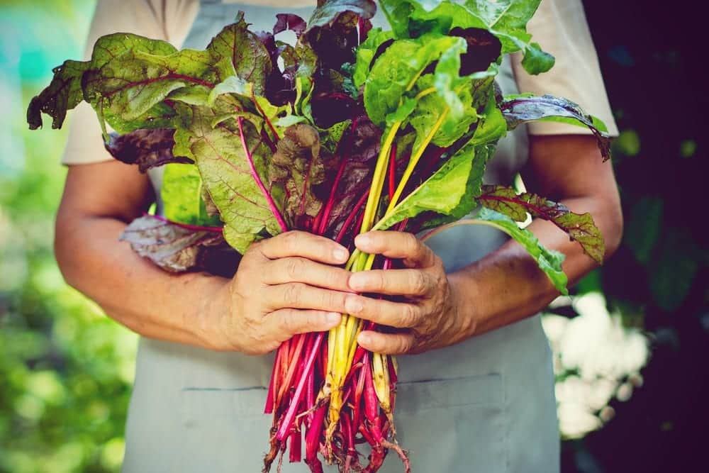 Ernährungs-Guide: die 14 gesündesten Gemüse der Welt - Mangold - Entdeckermagazin - Miomente