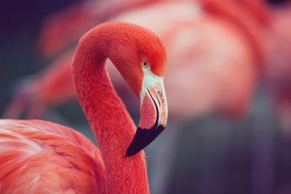 Rezeptvideo für pinke Flamingo-Cupcakes von Miomente-Partnerin Stephanie Juliette Rinner - Mein Keksdesign München | Miomente Entdeckermagazin