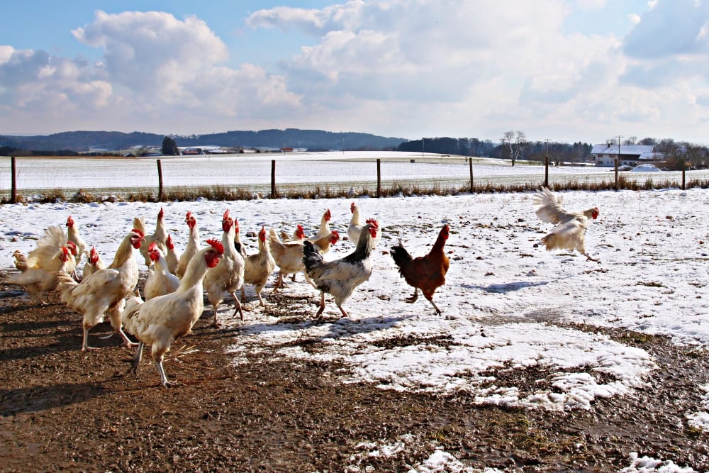 Herrmannsdorfer Landwerkstätten – Bio-Fleisch & Regionale Bio-Produkte | Miomente Entdeckermagazin