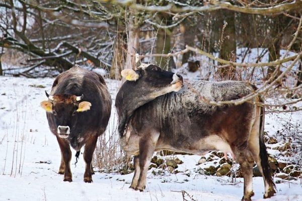Herrmannsdorfer Landwerkstätten – Bio-Fleisch & Regionale Bio-Produkte | Miomente Entdeckermagazin