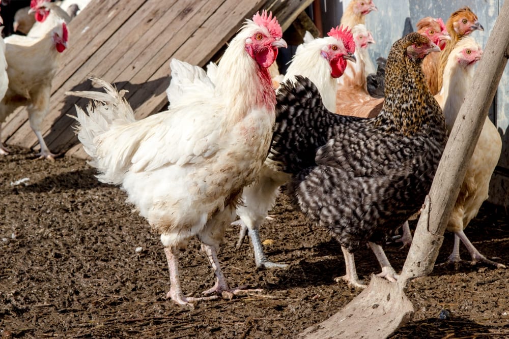 Herrmannsdorfer Landwerkstätten – Bio-Fleisch & Regionale Bio-Produkte | Miomente Entdeckermagazin