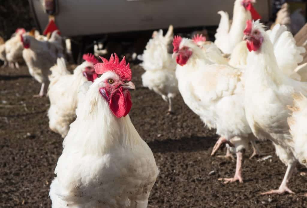 Herrmannsdorfer Landwerkstätten – Bio-Fleisch & Regionale Bio-Produkte | Miomente Entdeckermagazin