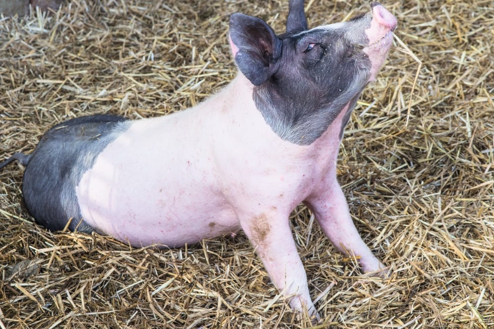 Herrmannsdorfer Landwerkstätten – Bio-Fleisch & Regionale Bio-Produkte | Miomente Entdeckermagazin
