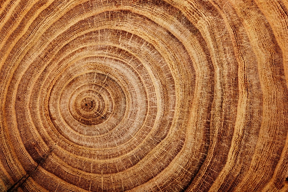 Stirnholz - quer zur Maserung geschnitten