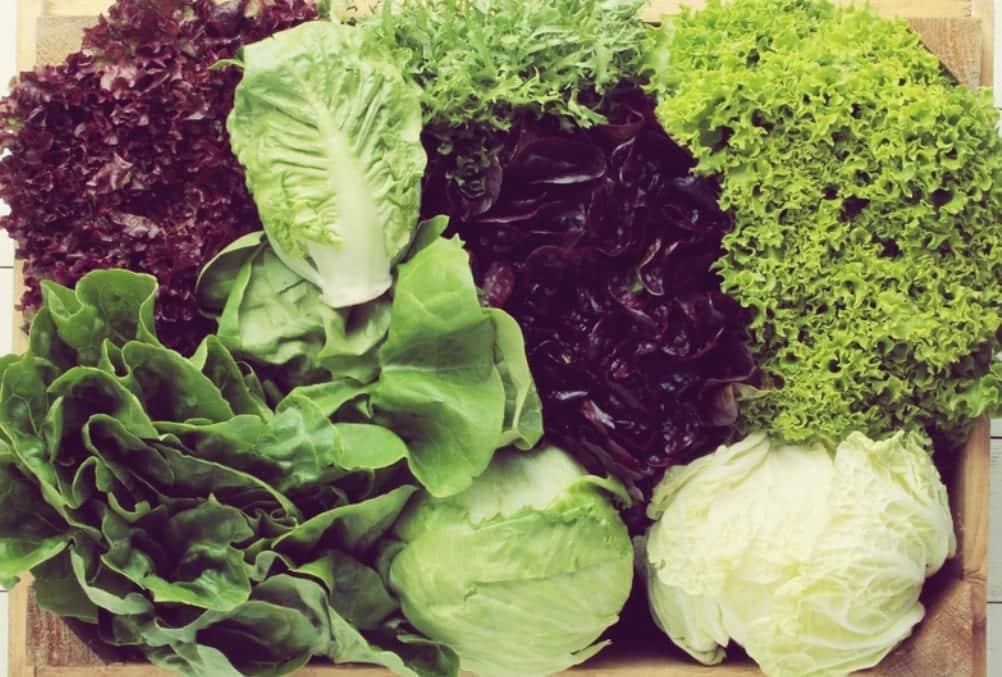 Salat Lexikon Welche Salatsorten Gibt Es Miomente Entdeckermagazin Salat Lexikon Welche Salatsorten Gibt Es Miomente Entdeckermagazin